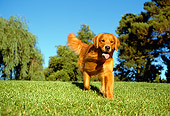 DOG 03 RK0021 03
Golden Retriever Running On Grass Toward Camera By Trees Blue Sky