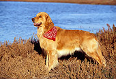 DOG 03 RK0034 04
Golden Retriever Wearing Red Bandana Standing By Lake