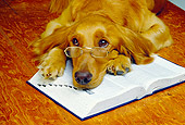 DOG 03 RK0057 11
Humorous Golden Retriever Wearing Glasses Laying On Book