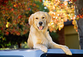 DOG 03 RK0071 17
Golden Retriever Laying On Top Of White Car