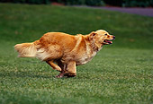 DOG 03 RK0084 03
Golden Retriever Mixed Running On Grass