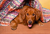 DOG 03 RK0096 05
Head Shot Of Golden Retriever Laying Under Blanket
