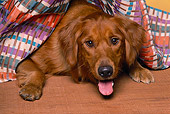 DOG 03 RK0096 11
Head Shot Of Golden Retriever Laying Under Blanket
