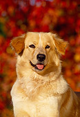 DOG 03 RK0106 03
Head Shot Of Golden Retriever Mixed Fall Trees Background