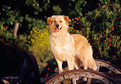 DOG 03 RK0116 07
Golden Retriever Mix Sunday Standing By Wooden Wheel Facing Camera