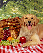 DOG 03 RK0141 07
Golden Retriever Laying By Picnic Basket And Fruit 
Checkered Cloth