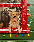 DOG 03 RK0142 18
Golden Retriever Mix Leaning Out Of Window With Christmas Lights And Snow