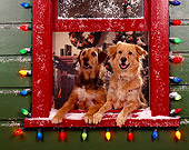 DOG 03 RK0143 02
Sunday And Magic Leaning Out Of Window With Christmas Lights