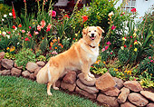DOG 03 RK0184 07
Golden Retriever Mix Sunday Leaning On Rocks By Grass And Flowers Facing Camera