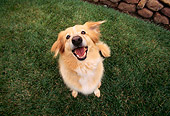 DOG 03 RK0186 05
Wide Angle Of Golden Retriever Mixed Sitting On Grass Looking Up