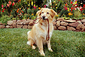 DOG 03 RK0194 11
Golden Retriever Mix Sitting On Grass With Leash In Mouth