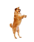 DOG 03 RK0202 01
Profile Shot Of Golden Retriever Mix On Hind Legs White Seamless