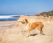 DOG 03 RK0208 01
Golden Retriever Mix Sunday Standing Profile On Sandy Rocks Beach Background