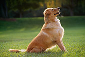DOG 03 RK0219 02
Profile Shot Of Golden Retriever Mixed Sitting On Grass