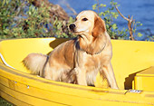 DOG 03 RK0225 02
Golden Retriever Mix Standing In Yellow Boat By Lake