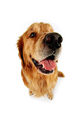 DOG 03 RK0249 22
Wide Angle Of Golden Retriever On White Seamless