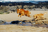 DOG 03 RK0276 03
Two Golden Retrievers Running On Beach