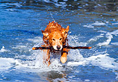 DOG 03 RK0282 02
Golden Retriever Coming Out Of Water With Stick In Mouth Splashing