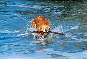 DOG 03 RK0305 02
Golden Retriever Swimming In Water With Stick In Mouth