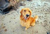 DOG 03 RK0324 01
Wide Angle Of Golden Retriever Sitting On Beach Looking Up
