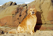 DOG 03 RK0344 07
Golden Retriever Sitting On Sand By Rocks At Beach