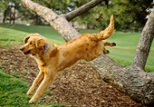 DOG 03 RK0357 03
Golden Retriever Jumping Over Tree Branch At Park