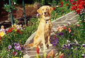 DOG 03 RK0373 03
Golden Retriever Sitting On Stone Path By Flower Garden