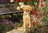 DOG 03 RK0373 09
Golden Retriever Sitting On Stone Path By Flower Garden