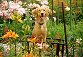 DOG 03 RK0374 20
Golden Retriever Sitting In Wagon In Flower Garden