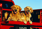 DOG 03 RK0381 04
Two Golden Retrievers Laying In Bed Of Red Pickup Truck