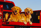 DOG 03 RK0381 08
Two Golden Retrievers Laying In Bed Of Red Pickup Truck