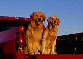 DOG 03 RK0382 01
Two Golden Retriever Dogs Sitting In Back Of Red Truck