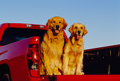 DOG 03 RK0382 05
Two Golden Retriever Dogs Sitting In Back Of Red Truck