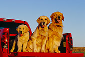 DOG 03 RK0383 15
Two Adult And Puppy Golden Retrievers Sitting In Bed Of Red Pickup Truck