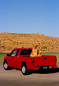 DOG 03 RK0386 12
Two Golden Retriever Sitting In Back Of Red Truck