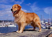 DOG 03 RK0387 08
Golden Retriever Standing On Dock At Marina
