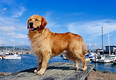 DOG 03 RK0387 22
Golden Retriever Standing On Dock At Marina