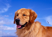 DOG 03 RK0391 03
Head Shot Of Golden Retriever Blue Sky