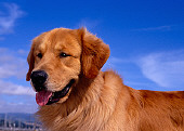 DOG 03 RK0391 07
Head Shot Of Golden Retriever Blue Sky