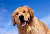 DOG 03 RK0391 08
Head Shot Of Golden Retriever Blue Sky