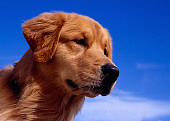 DOG 03 RK0391 09
Head Shot Of Golden Retriever Blue Sky