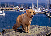 DOG 03 RK0392 06
Golden Retriever Sitting On Deck At Harbor