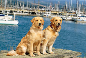 DOG 03 RK0393 06
Two Golden Retrievers Sitting On Dock At Marina