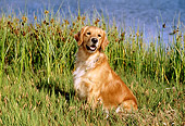 DOG 03 RK0399 01
Golden Retriever Sitting In Tall Grass By Water