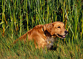 DOG 03 RK0400 01
Golden Retriever Sitting In Tall Grass
