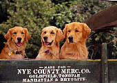 DOG 03 RK0402 06
Head Shot Of Three Golden Retriever Dogs In Wagon