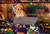 DOG 03 RK0406 09
Golden Retriever Sitting In Wheelbarrow By Flowers Wagon Wheel