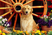 DOG 03 RK0411 04
Golden Retriever Sitting By Wagon Wheel And Flowers