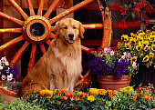 DOG 03 RK0411 10
Golden Retriever Sitting By Wagon Wheel And Flowers