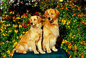 DOG 03 RK0415 04
Two Golden Retrievers Sitting On Table By Orange And Yellow Flowers